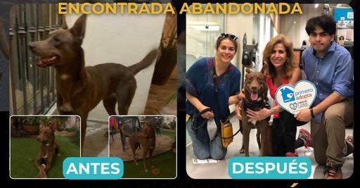 La Adopción de Max…